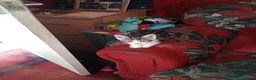 Mixed Breed cats for sale: Two kittens for sale  - Advert 3