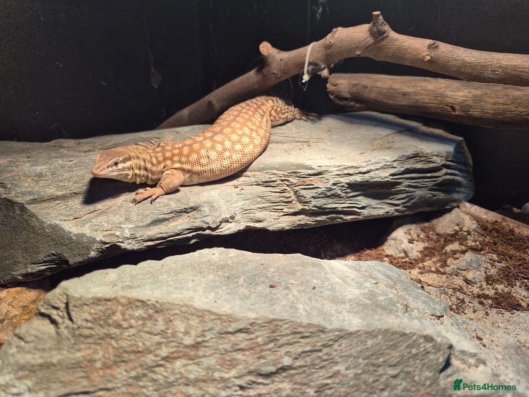 Monitor reptiles for sale: Ackie monitor( 3 years old) with setup - Advert 3