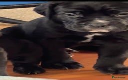 Cane Corso dogs for sale: 🐾‼️💕LAST GIRL💕‼️🐾 - Advert 19