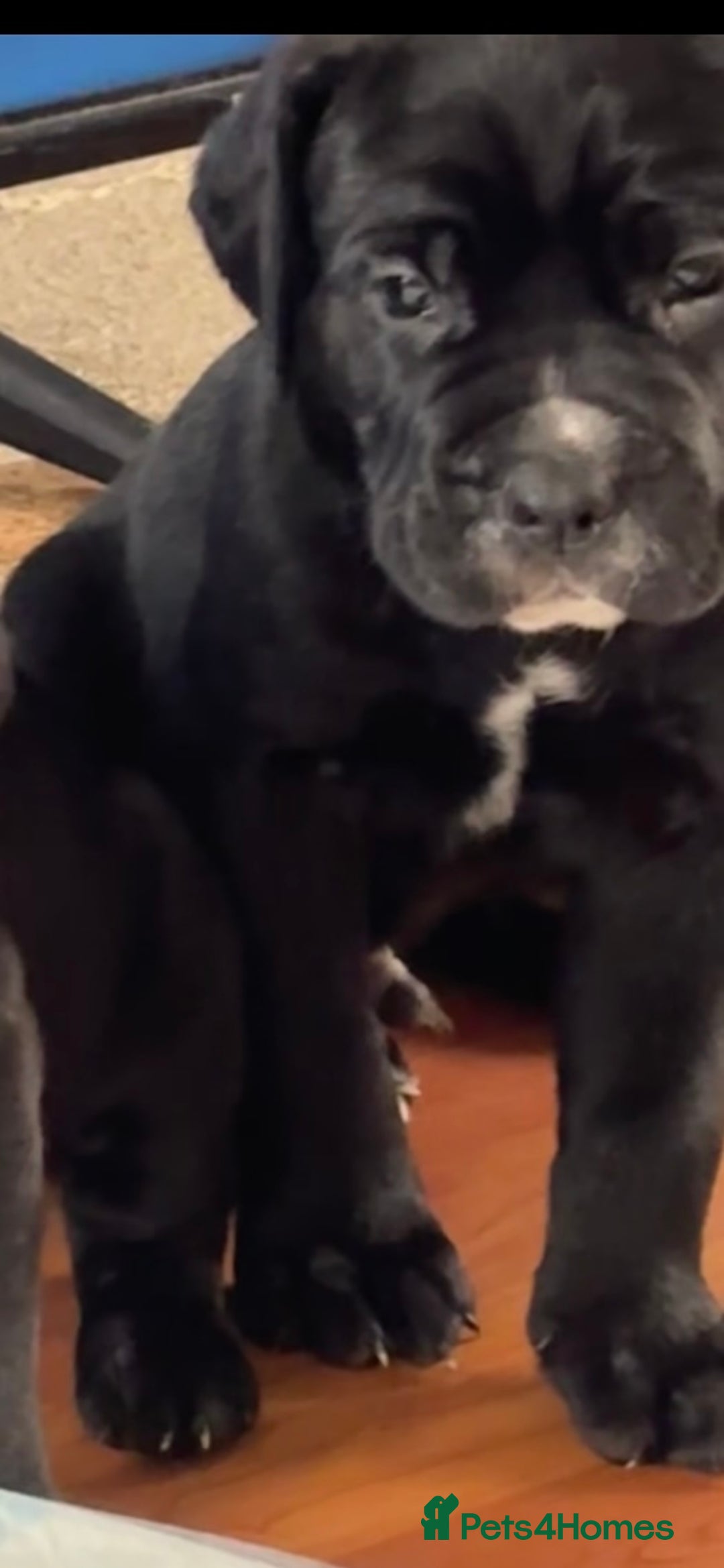 Cane Corso dogs for sale: 🐾‼️💕LAST GIRL💕‼️🐾 - Advert 19