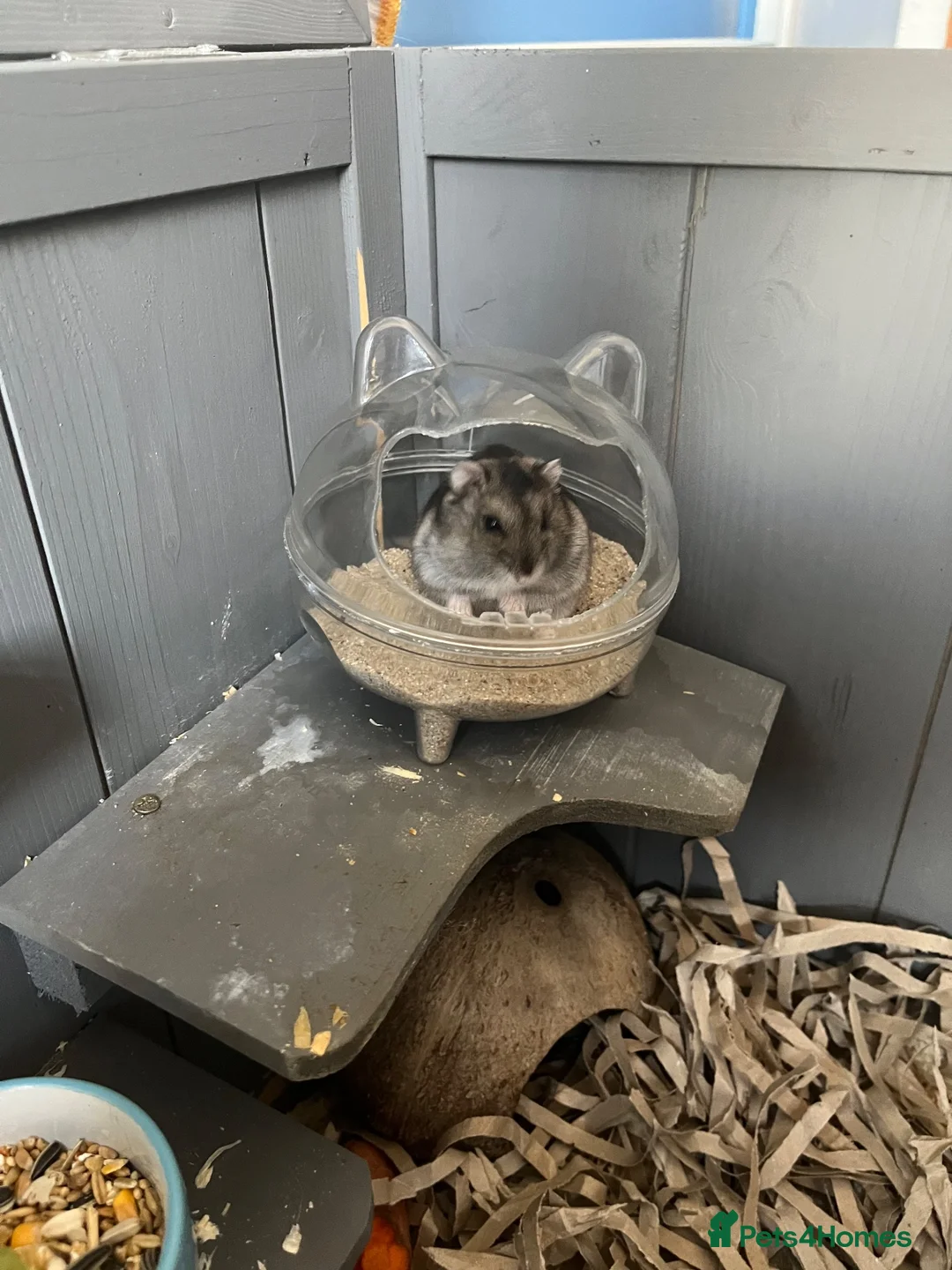 Hamster rodents for sale: Free to good home young hamster  in Hereford - Advert 2