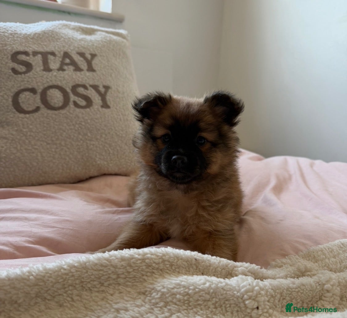 Mixed Breed dogs for sale: Bichon x Pom - Advert 14