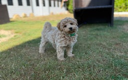 Maltipoo dogs for sale: Maltipoo - Image 8