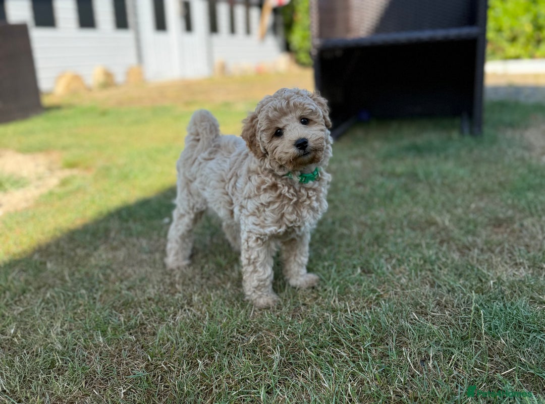 Maltipoo dogs for sale: Maltipoo - Image 8