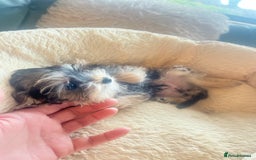 Mixed Breed dogs for sale: Beautiful female yorkie  - Advert 8
