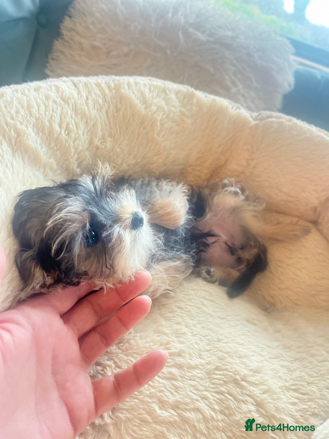 Mixed Breed dogs for sale: Beautiful female yorkie  - Advert 8