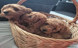 Miniature Poodle dogs for sale: KC Registered Red Miniature Poodle Puppies  - Image 5
