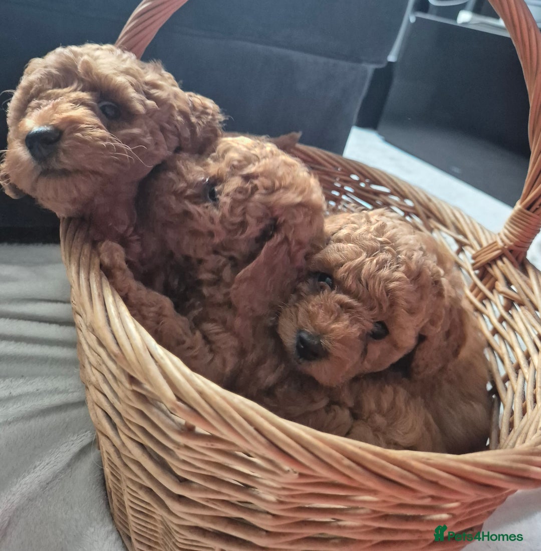 Miniature Poodle dogs for sale: KC Registered Red Miniature Poodle Puppies  - Image 5