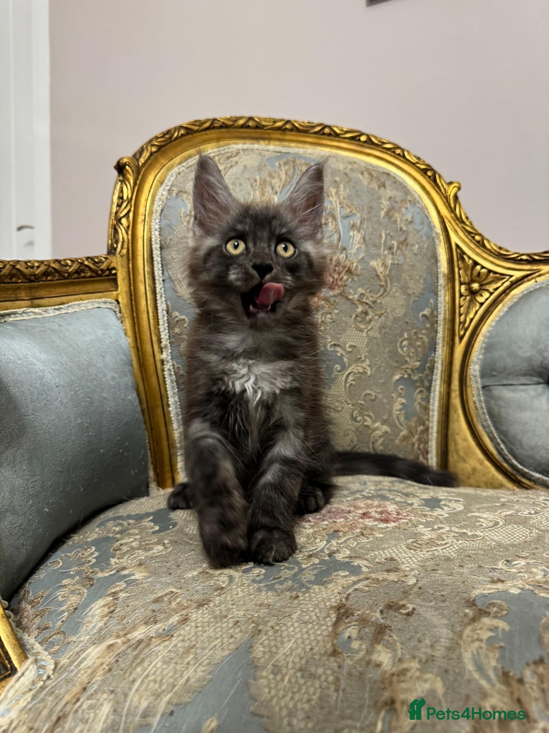 Maine Coon cats for sale: Maine Coon Kittens with Elite Heritage 🌟🌟🌟🌟🌟 - Image 11