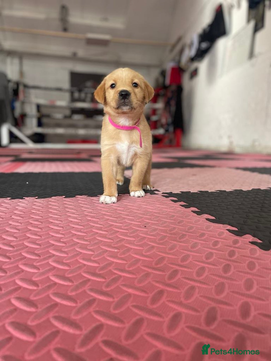Goldador dogs for sale: Stunning Retriever cross Labrador puppy  - Image 10
