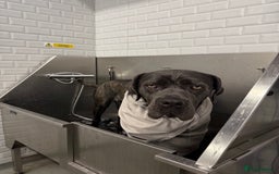 Cane Corso dogs for sale: Beautiful 2-Year-Old Cane Corso Loving & Trained - Image 2