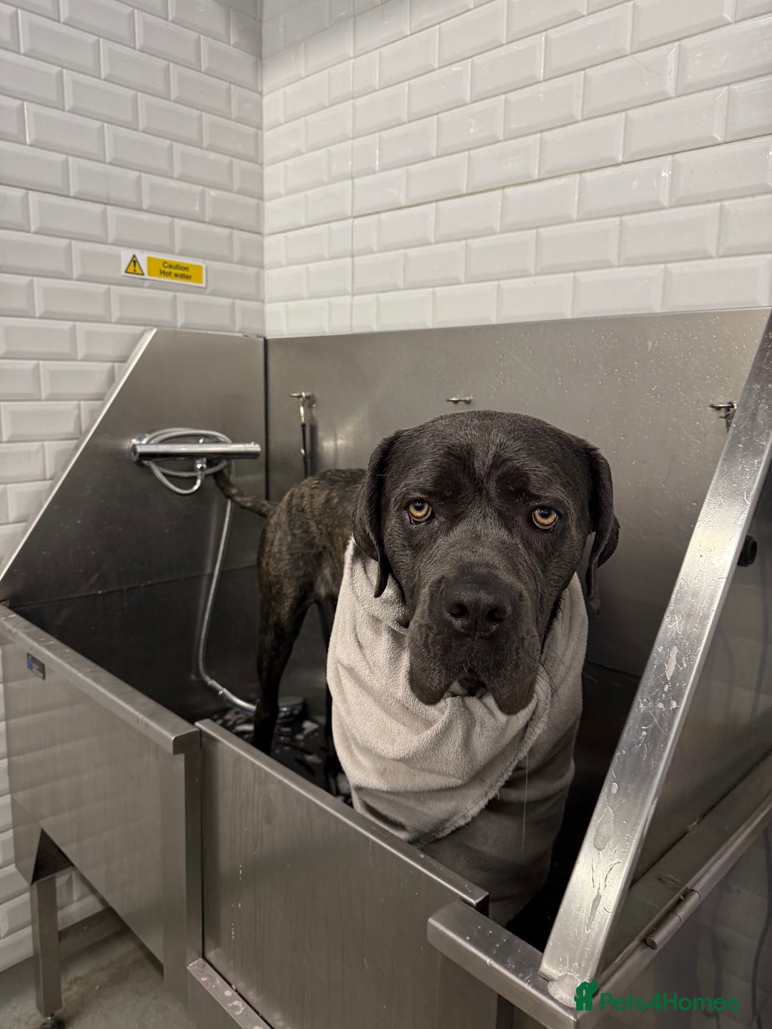 Cane Corso dogs for sale: Beautiful 2-Year-Old Cane Corso Loving & Trained - Image 2