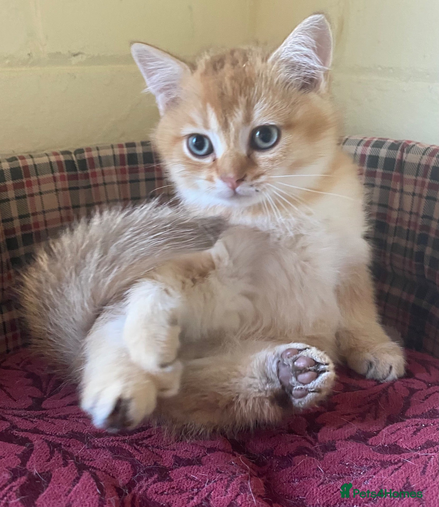 British Longhair cats Handsome Chinchilla x Golden Brown Boy left - Advert 1