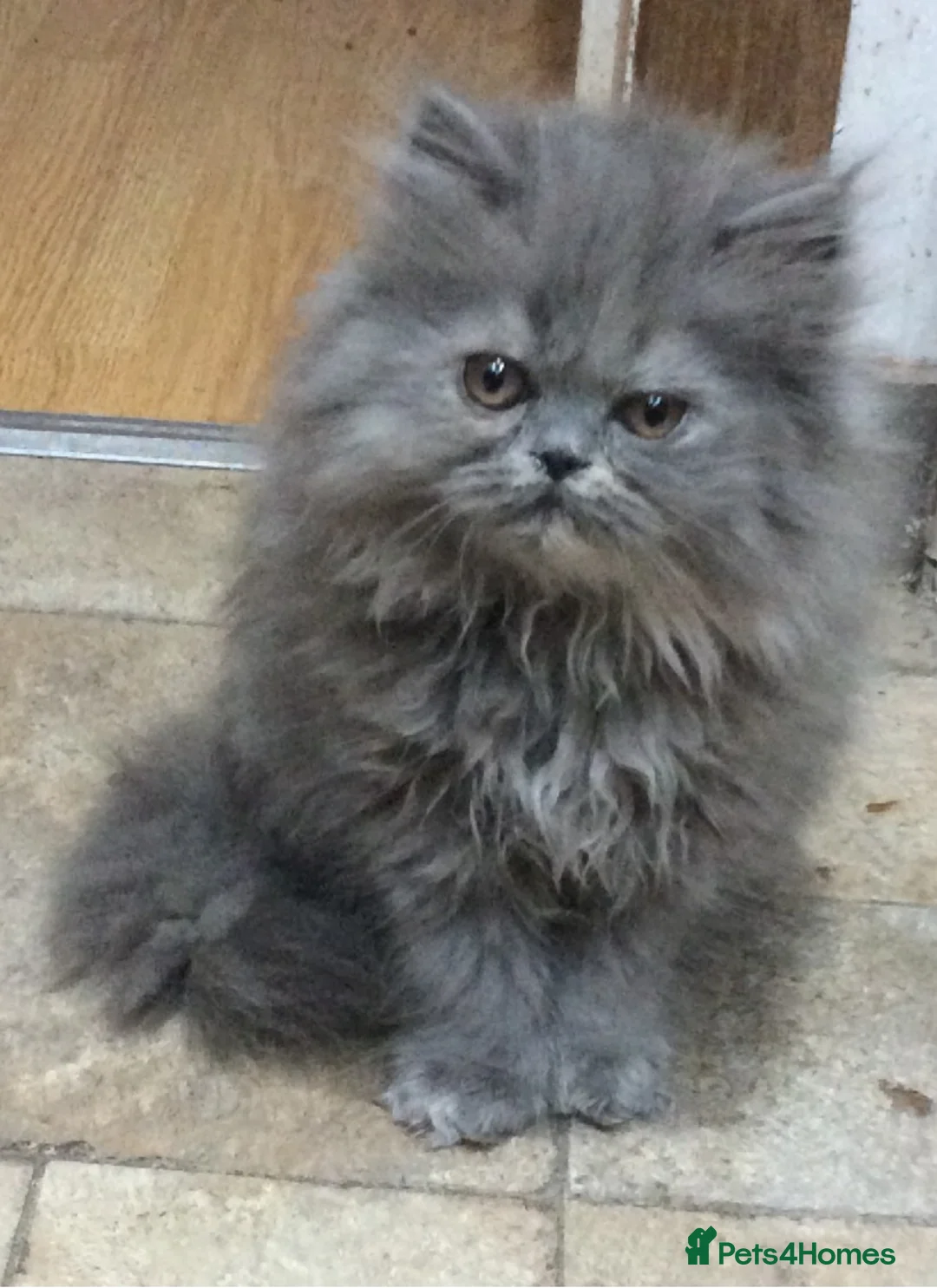 Persian cats for sale: White Persian/Blue Cream Persian Kittens for sale - Advert 3