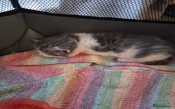 Mixed Breed cats for sale: Beautiful maincoon x bsh - Image 5