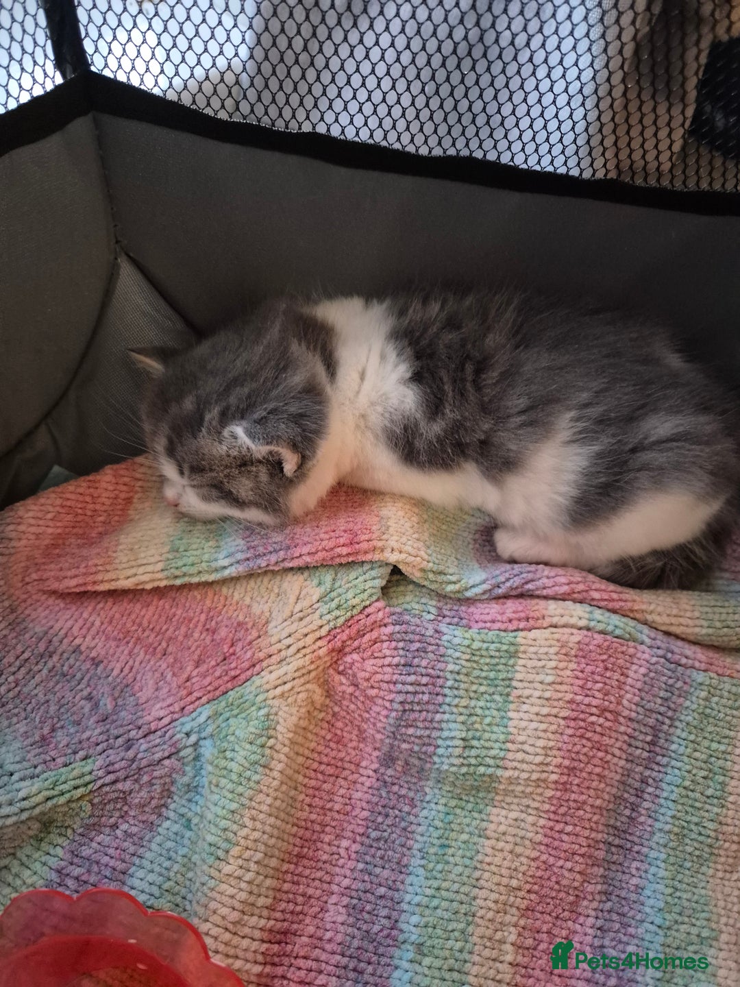 Mixed Breed cats for sale: Beautiful maincoon x bsh - Image 5