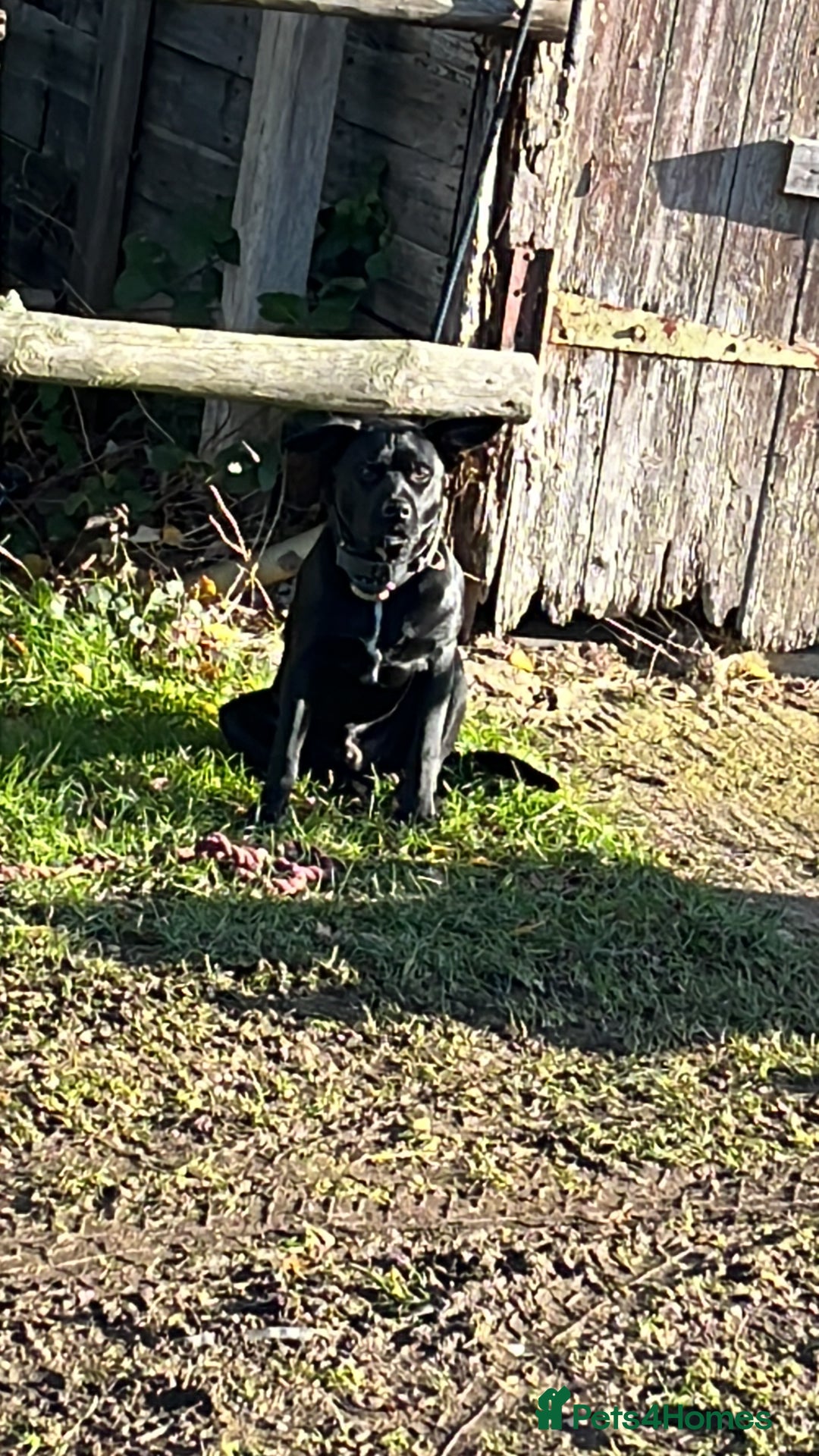 Mixed Breed dogs for stud: Dog for stud - Advert 13