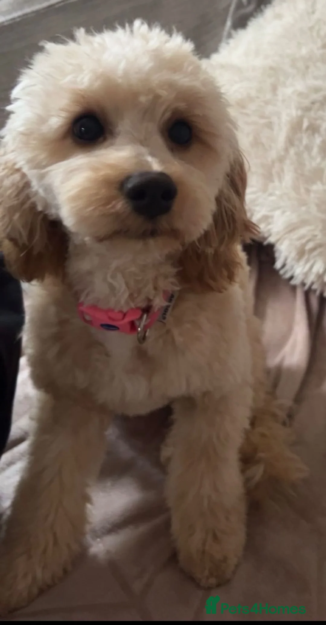 Cavapoochon dogs for sale: Health Tested Parents Cavapoochon Pups - Advert 2
