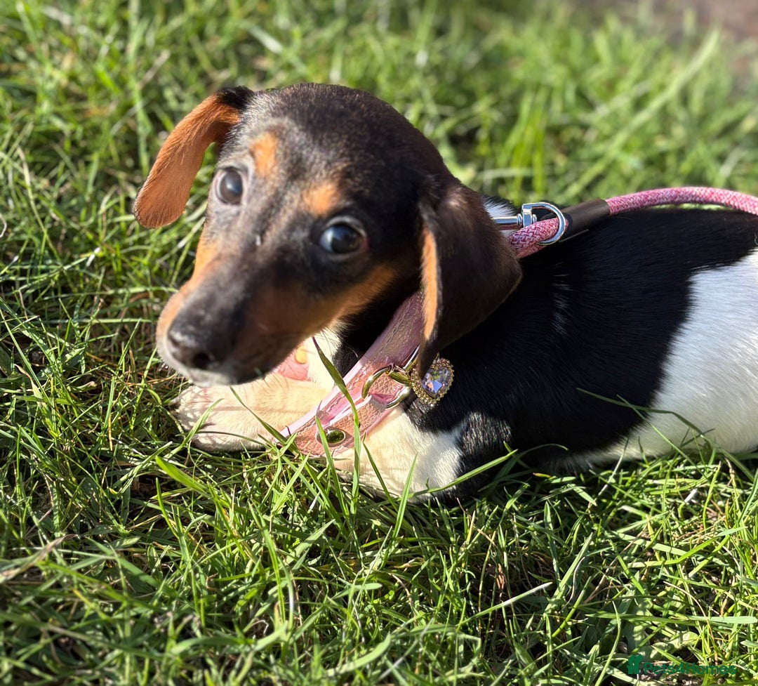 Mixed Breed dogs for sale: Adorable Jackrussel/Dachshund Puppy  - Advert 1