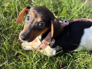 Mixed Breed dogs Adorable Jackrussel/Dachshund Puppy - Advert 1