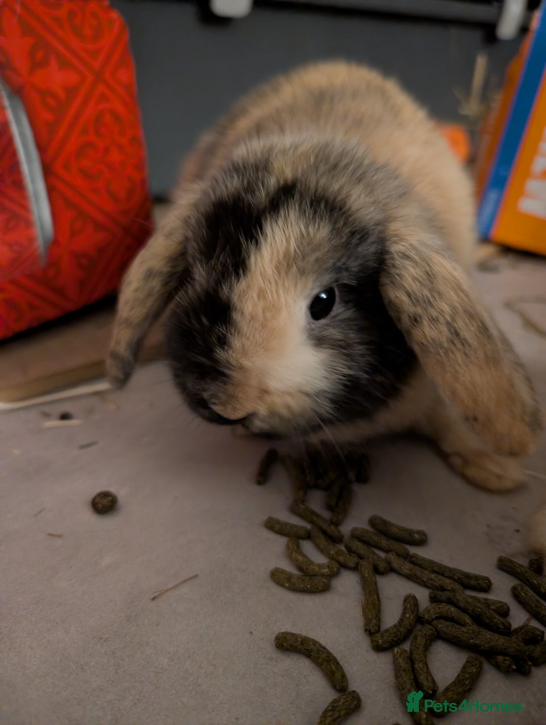 Mini Lop rabbits for sale: Female mini lop Harlequin  - Advert 1
