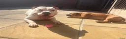 Mixed Breed dogs for stud: Ghost for Stud - Advert 2