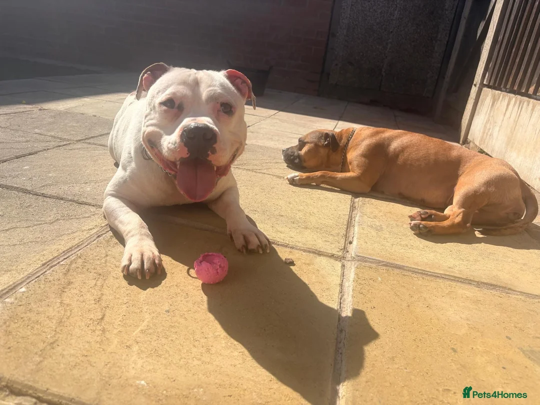 Mixed Breed dogs for stud: Ghost for Stud - Advert 2