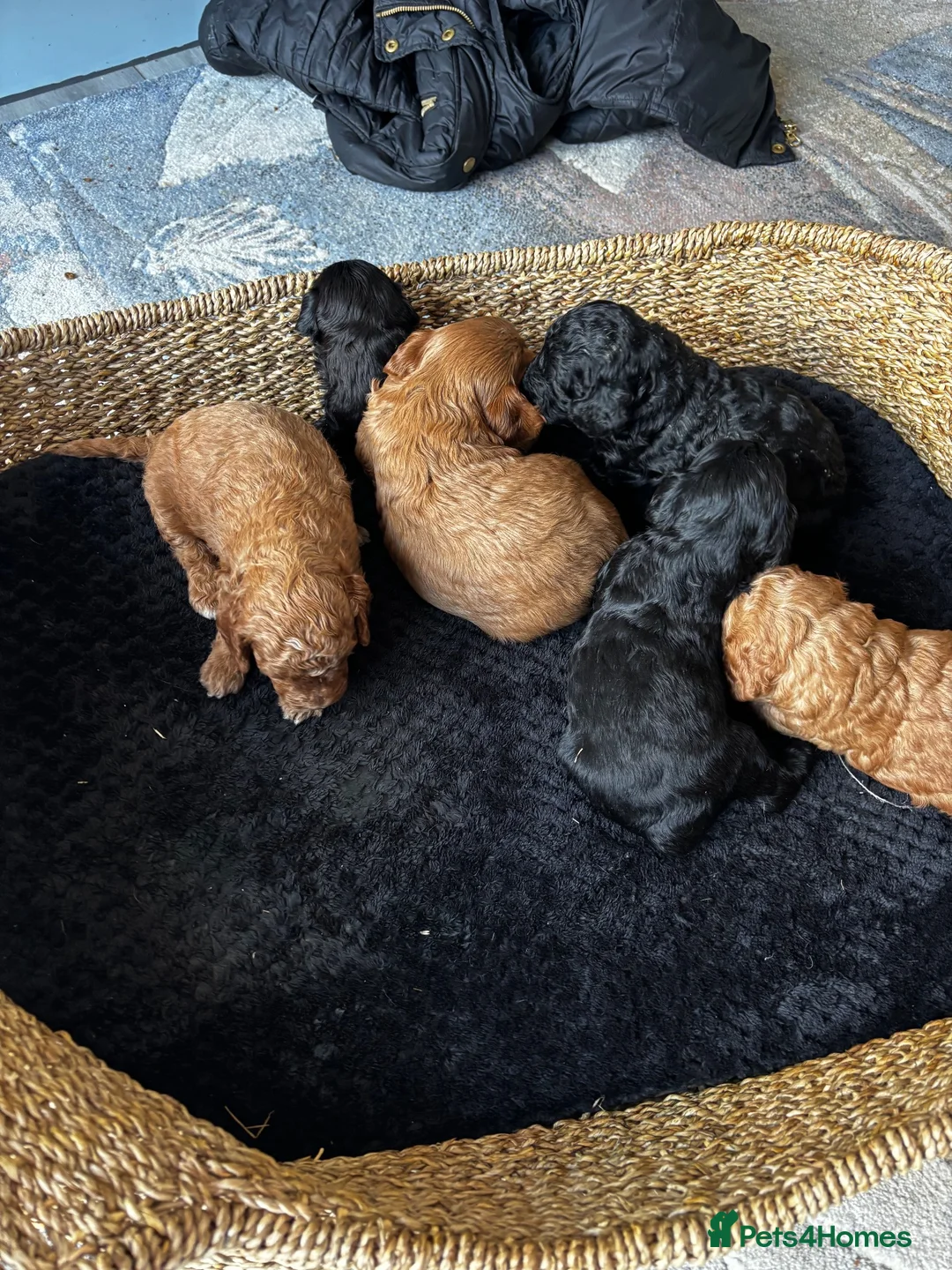 Cavapoo dogs for sale: Beautiful chunky fluffs available very soon - Advert 14