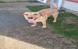 Labrador Retriever dogs for sale: 1 year old male lab for sale - Image 1