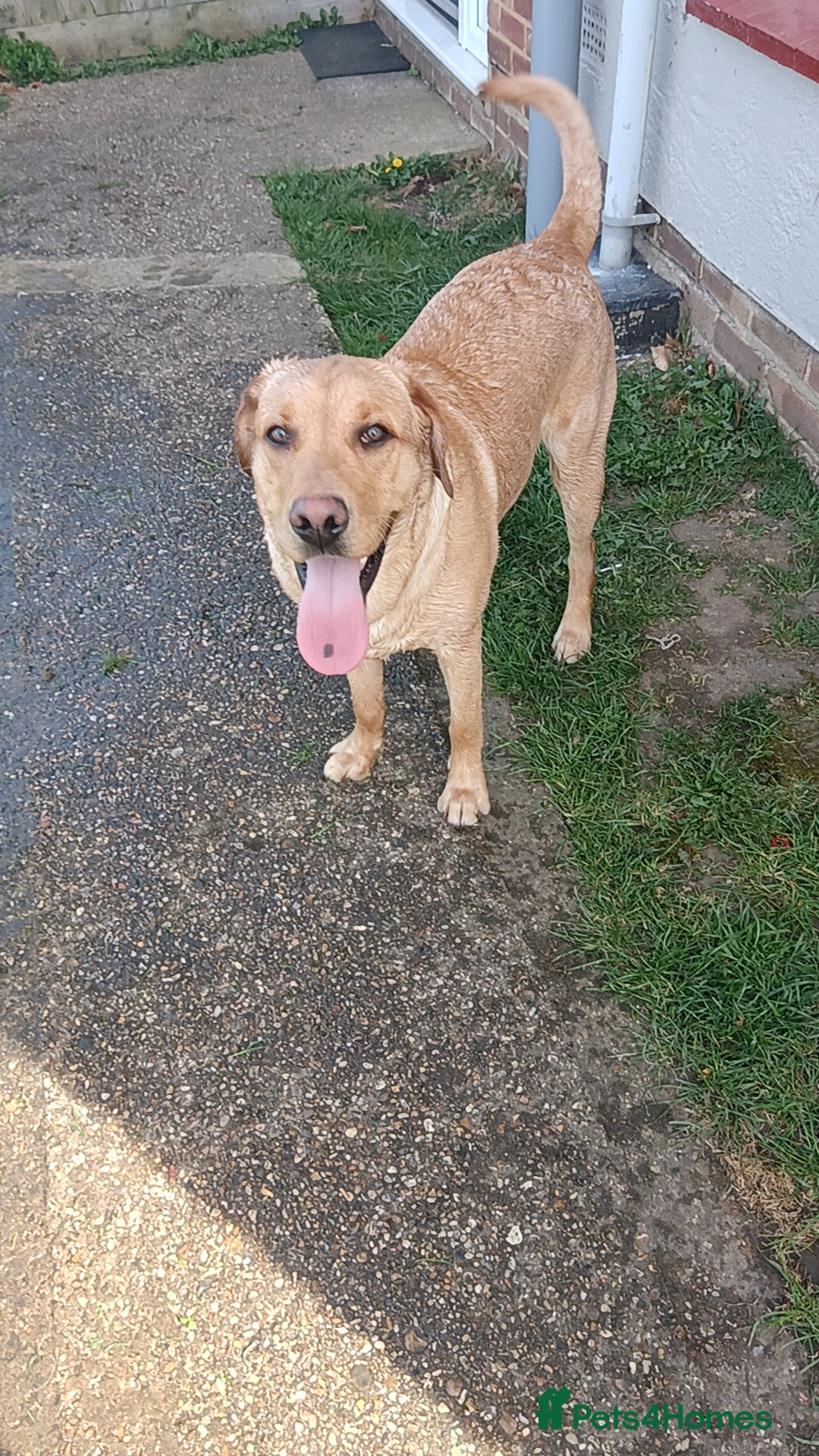 Labrador Retriever dogs for sale: 1 year old male lab for sale - Image 1