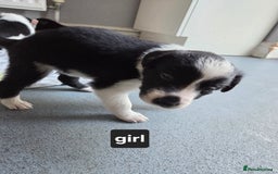 Borador dogs for sale: Borador Pups ready 5th October  - Image 1