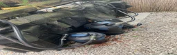 Koi Carp fish for sale: Koi carp for sale - Advert 2