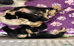 Cocker Spaniel dogs for sale: 4 stunning girl show cocker spaniels - Image 6