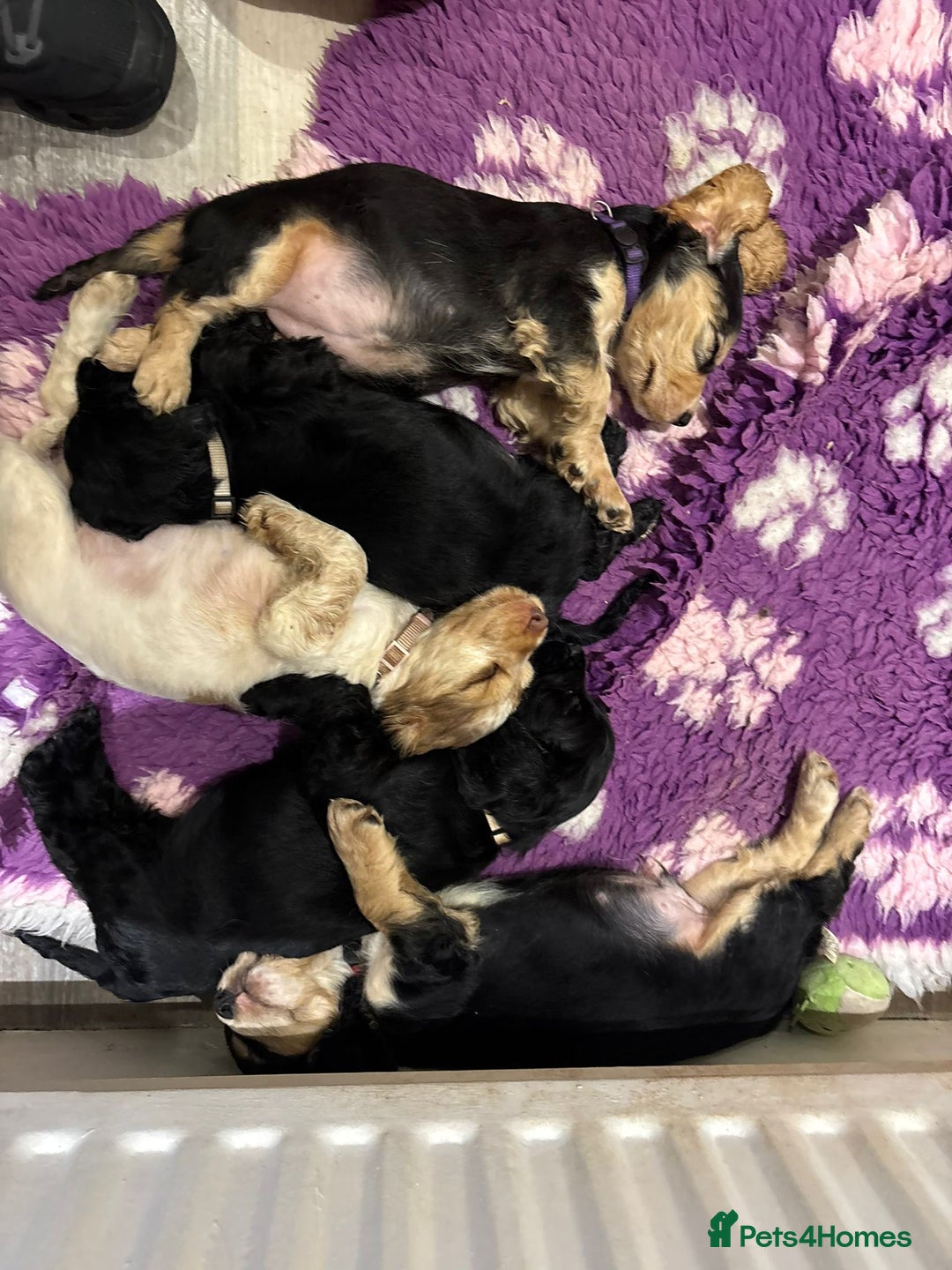 Cocker Spaniel dogs for sale: 4 stunning girl show cocker spaniels - Image 6