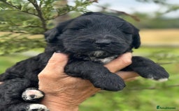 Bernedoodle dogs for sale: F1B STANDARD  BERNADOODLE LAST FEW - Image 23