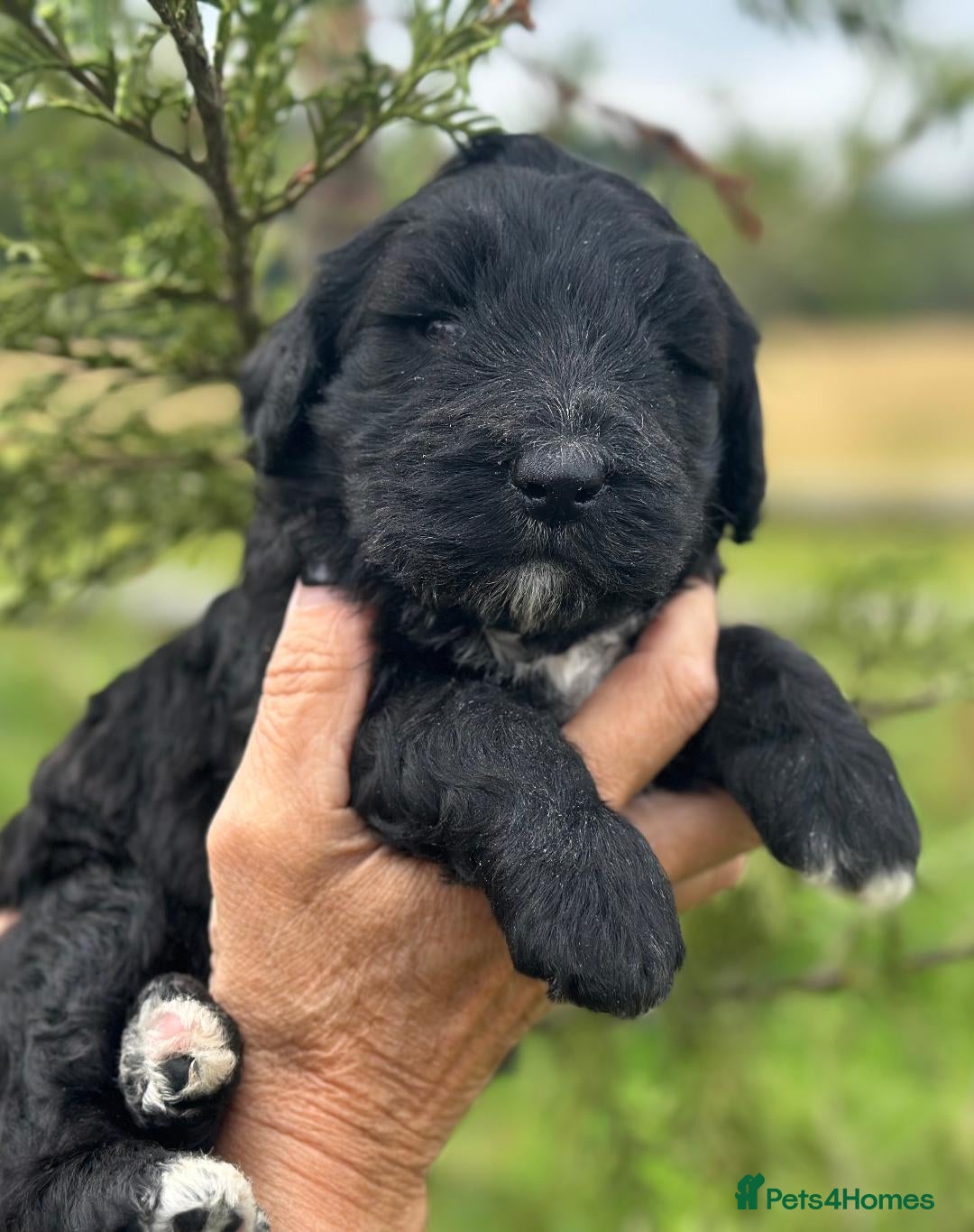 Bernedoodle dogs for sale: F1B STANDARD  BERNADOODLE LAST FEW - Image 23