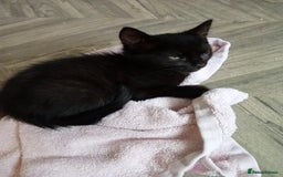 Mixed Breed cats for sale: 3 lovely male kittens looking for forever homes - Image 6