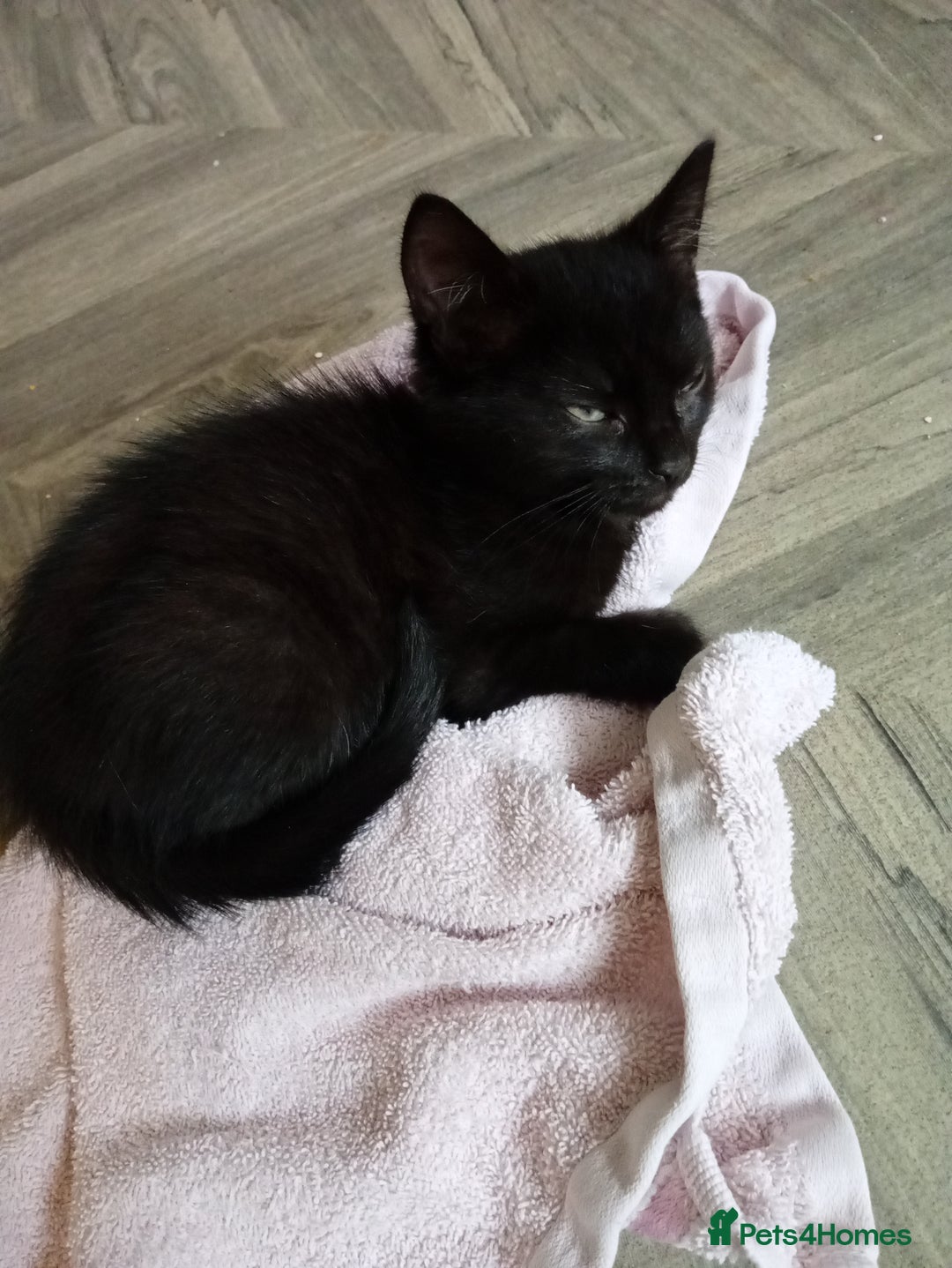 Mixed Breed cats for sale: 3 lovely male kittens looking for forever homes - Image 6