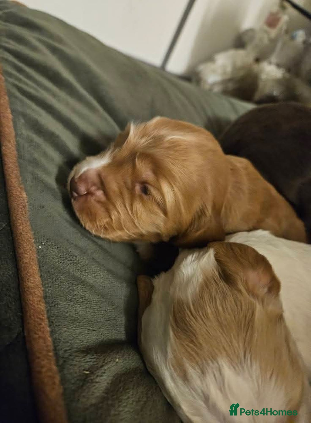 Cocker Spaniel dogs for sale: Cocker spaniel puppies - Advert 3