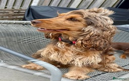 Cocker Spaniel dogs for sale: Kc Chocolate & Tan show cocker  - Image 4