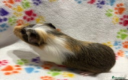 Guinea Pig rodents for sale: Guinea pigs for sale  - Image 5