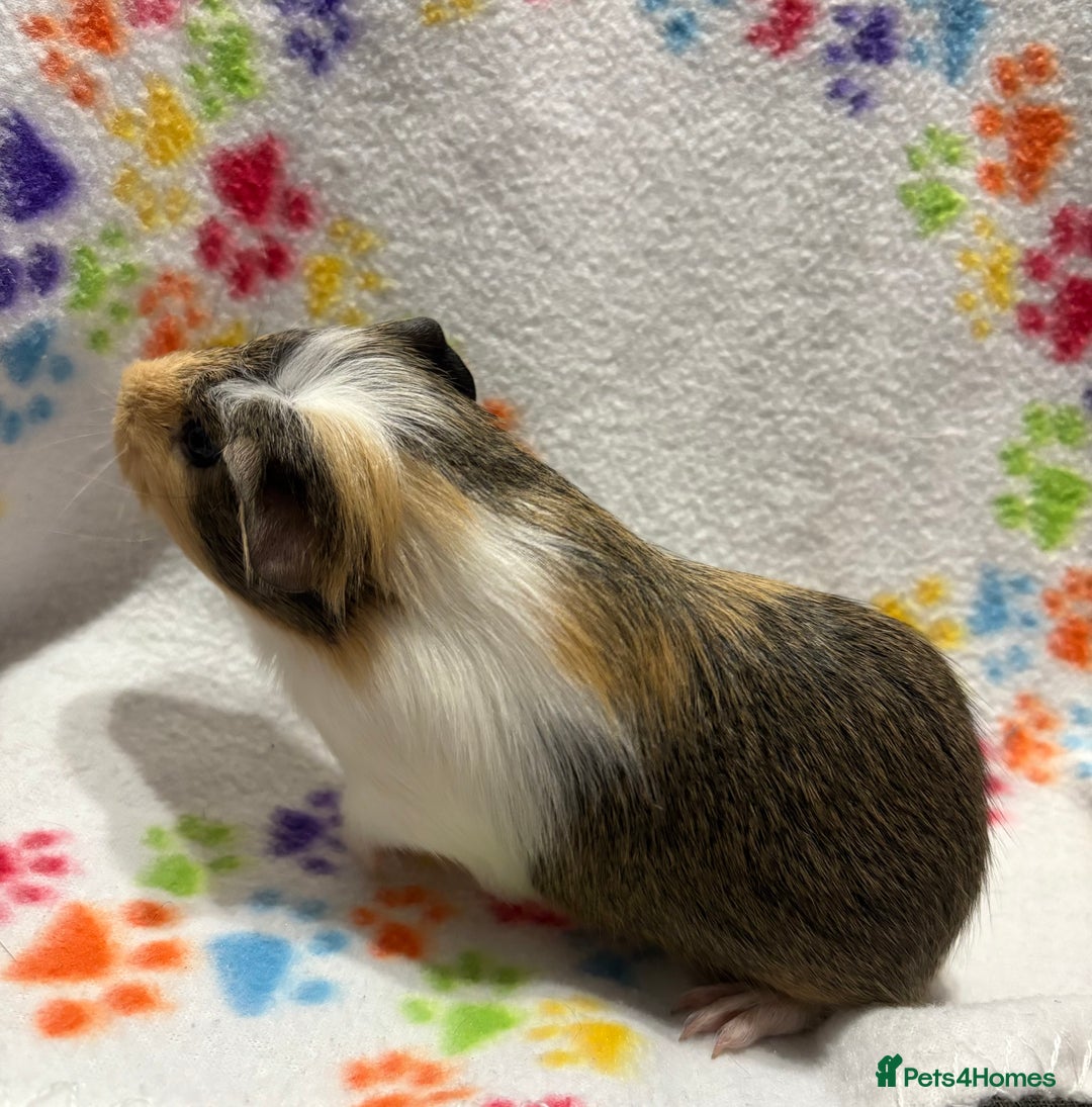 Guinea Pig rodents for sale: Guinea pigs for sale  - Image 5