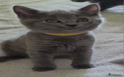 British Shorthair cats for sale: British Blue shorthair kittens £400 - Image 4