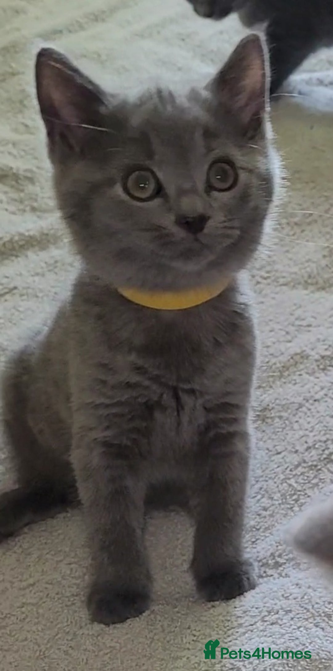 British Shorthair cats for sale: British Blue shorthair kittens £400 - Image 4