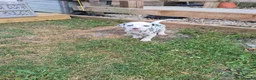 Dalmatian dogs for sale: Litter of pure Dalmatian puppies - Advert 14