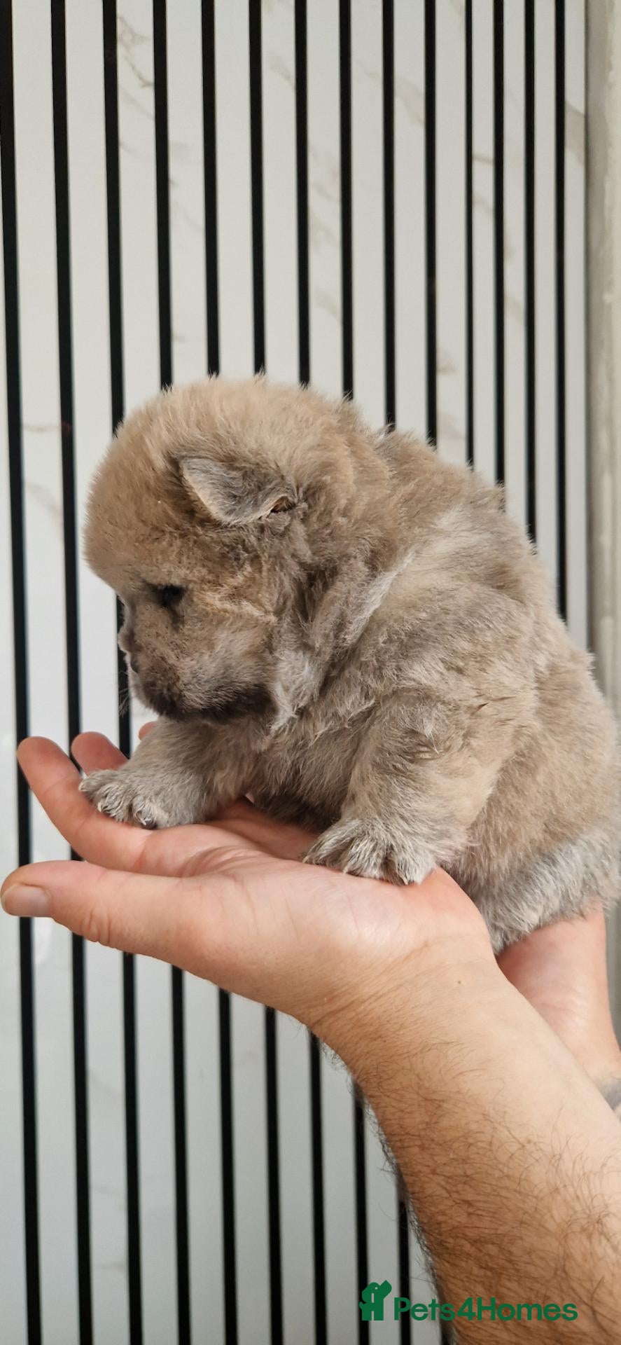 Chow Chow dogs 💙 CHOW CHOW 🧡 - Advert 2