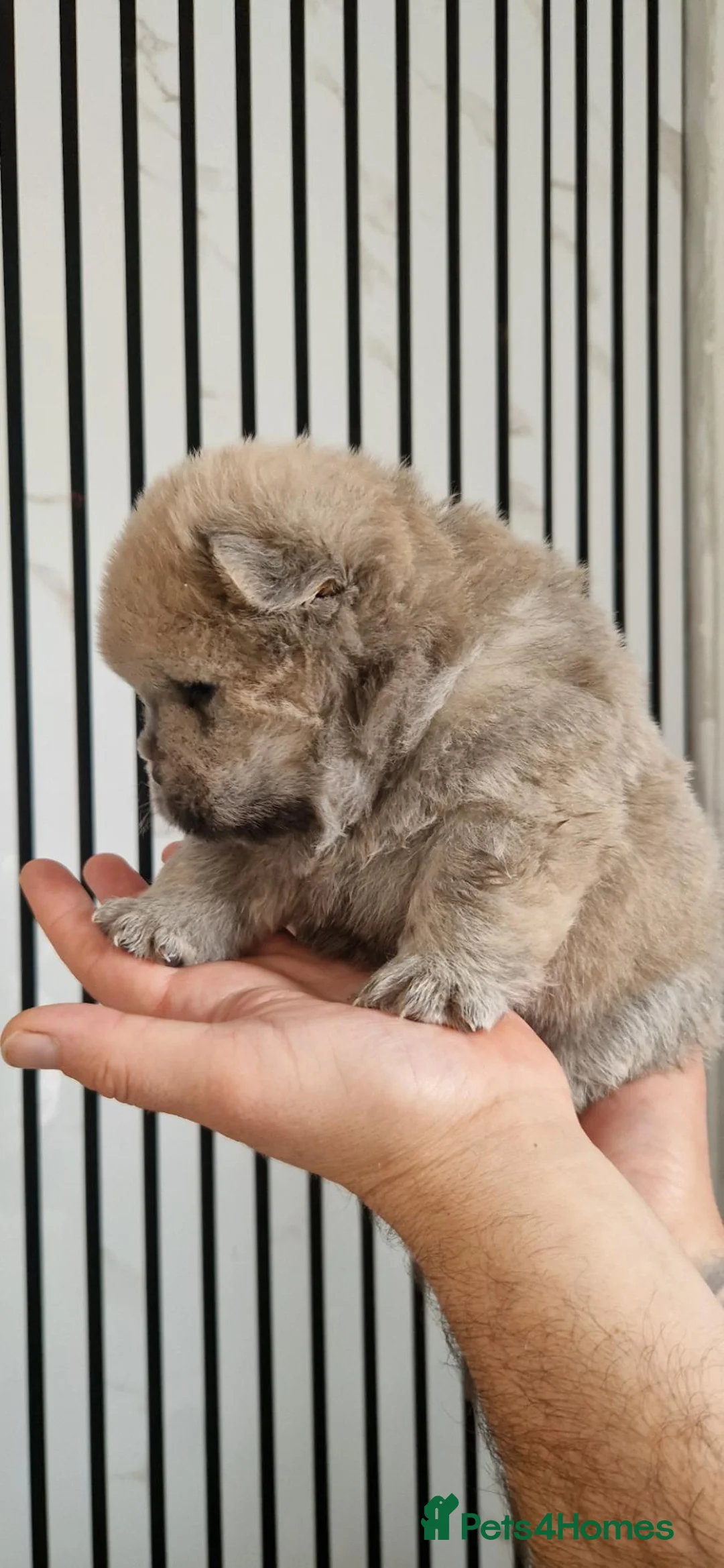 Chow Chow dogs for sale: 💙 CHOW CHOW 🧡 - Advert 2