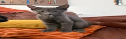 Mixed Breed cats for sale: Half Main Coon Kittens  - Advert 10