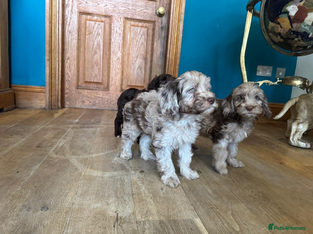 Cockapoo dogs for sale: Therapy Line F1b health tested cockapoo - Image 4