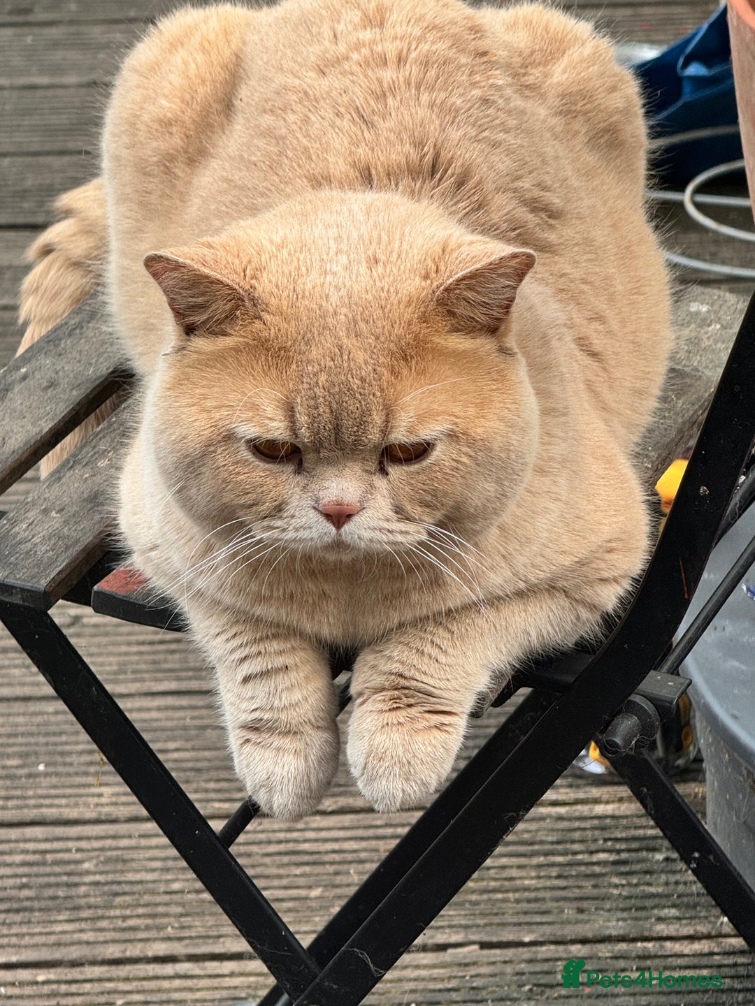 Bengal cats for sale: Bengal and British shorthair mix ginger kitten - Advert 11